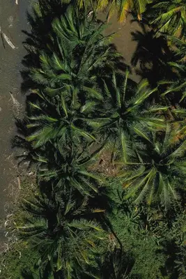 a group of palm trees on the ground at Garden Suite at Solindo Stays in Marbella