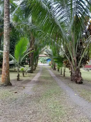 a row of palm trees on a dirt road at Riverside Oasis Cabin with A C in Guápiles
