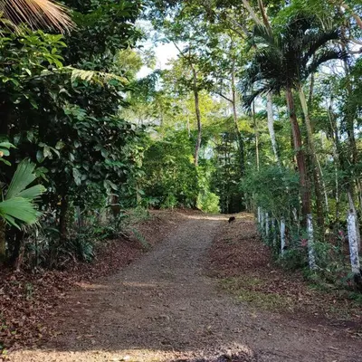 a dirt road in the middle of a forest at Aventura Familiar Bosque Tropical Volcán Arenal in San Ramón