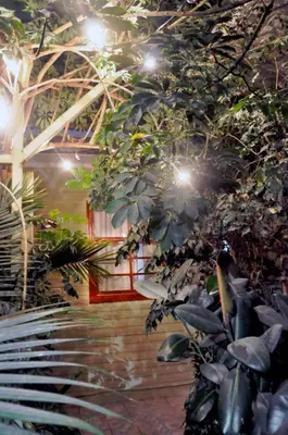 a room with a tree with lights on it at Hotel Aranjuez in San José