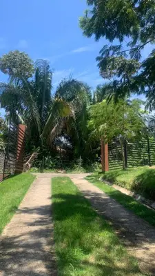 a dirt road with palm trees and a fence at sarahs peaceful Home in Parrita