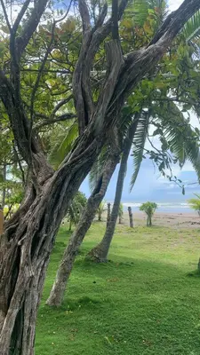 a tree in a field next to the beach at sarahs peaceful Home in Parrita