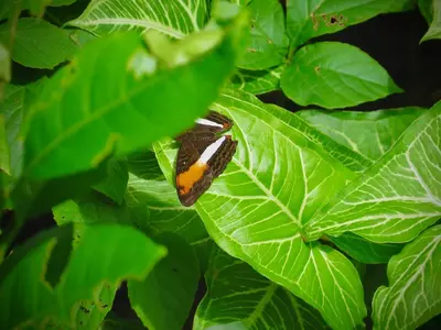 a butterfly is sitting on a green leaf at Rose House Manuel Antonio in Quepos