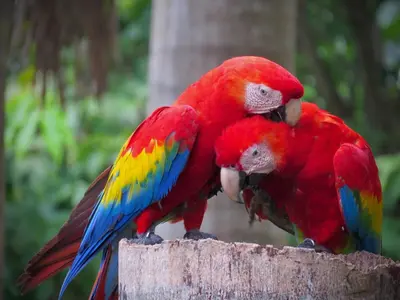 two colorful parrots are sitting on a post at Rose House Manuel Antonio in Quepos