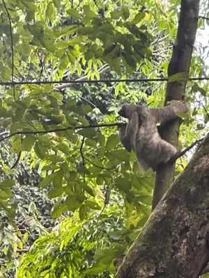 a bear climbing a tree in a tree at Casa blue in Jacó