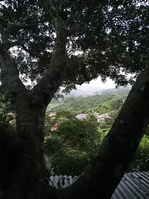 a large tree with a view of a valley at Casa del Arbol Feel Good in Naranjo