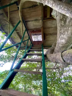 a set of stairs leading up to a tree house at Casa del Arbol Feel Good in Naranjo