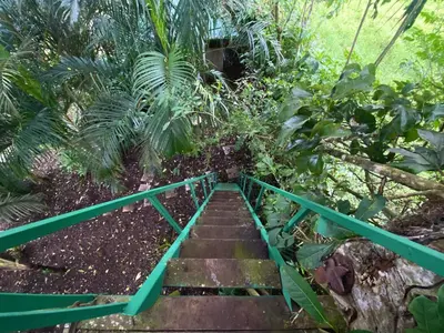 a bridge in the middle of a forest at Casa del Arbol Feel Good in Naranjo