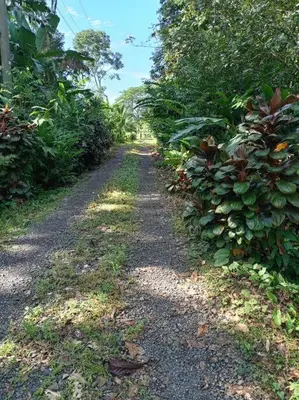 a dirt road in a garden with bushes at Casa perezoso in Hacienda Coronado