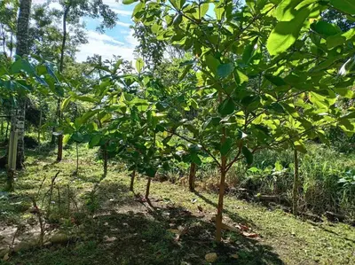 a row of small trees in a forest at Casa perezoso in Hacienda Coronado