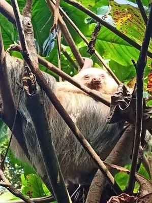 a monkey is sitting in a tree at Casa perezoso in Hacienda Coronado