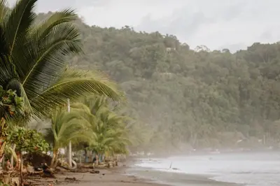 a group of palm trees on the beach at In the HEART of Jaco at Villas Paraiso in Jacó