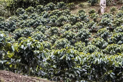 a large field of green bushes at Morada La Gloria in Barbacoas