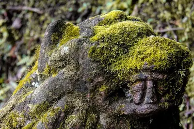 a statue of a gorilla covered in moss at Morada La Gloria in Barbacoas