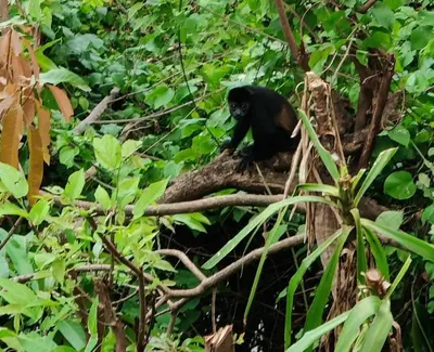 a black monkey sitting on top of a tree branch at Tico Tiki Vacation Villa, 3 Bedroom in Sámara