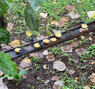 a group of train tracks on the ground at Cabaña Rincón Verde - La Fortuna in Fortuna