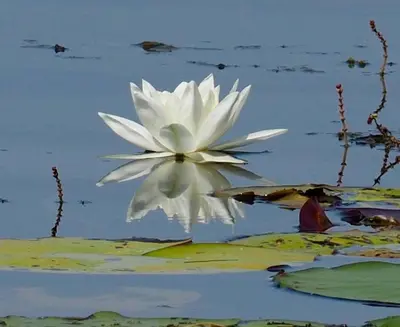 a white flower in the middle of the water at Motel Rio Celeste in Bijagua