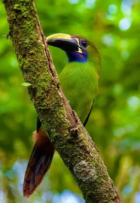 a colorful bird perched on a tree branch at Motel Rio Celeste in Bijagua