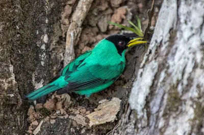 a green bird sitting on the side of a tree at Finca Bavaria in Ballena