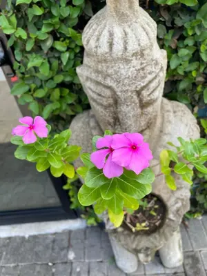a statue of a bunny with flowers in a planter at La Puerta del Sol in Coco