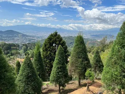 a group of trees on a hill with mountains in the background at Vista Hermosa Lodge in Aserrí