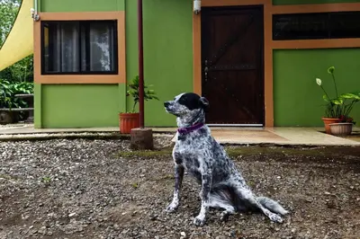 a dog sitting in front of a green house at Hospedaje Casa Coyote in Hacienda Monteverde