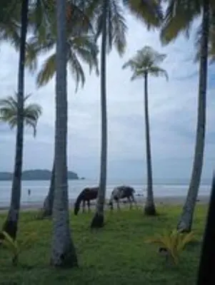 two horses grazing in a field with palm trees at Blue Zone Cozy Cabaña Peaceful Getaway in Santa María