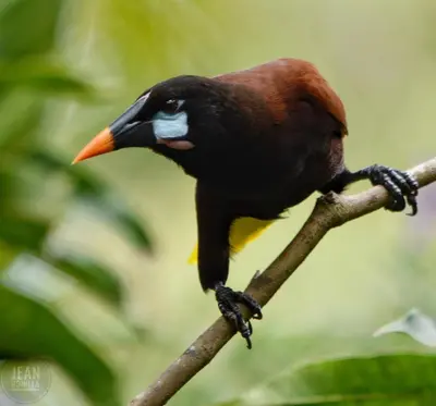a bird sitting on a tree branch at Yatama Rainforest Ecolodge in Sarapiquí