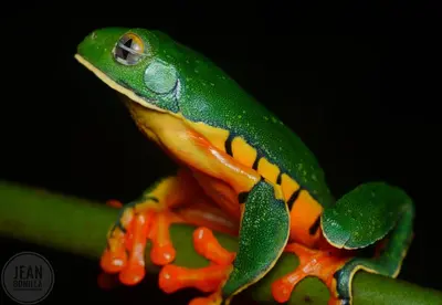 a green and orange lizard sitting on a plant at Yatama Rainforest Ecolodge in Sarapiquí