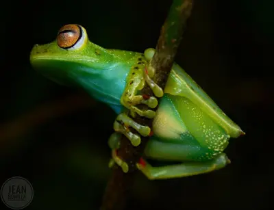 a frog sitting on a branch at Yatama Rainforest Ecolodge in Sarapiquí