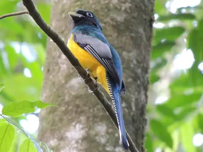 a blue and yellow bird perched on a tree branch at Yatama Rainforest Ecolodge in Sarapiquí