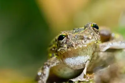 a frog sitting on a plant at Yatama Rainforest Ecolodge in Sarapiquí
