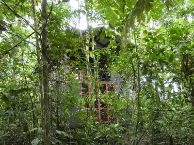 a house in the middle of the forest at Yatama Rainforest Ecolodge in Sarapiquí