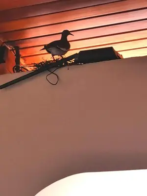 a bird sitting on top of a roof at Hotel Wagelia Turrialba in Turrialba