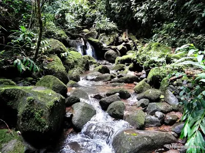 a stream of water with rocks in a forest at Hotel Wagelia Espino Blanco in Turrialba