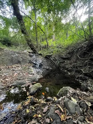 a creek in the woods with rocks and trees at Caladium House in Mercedes