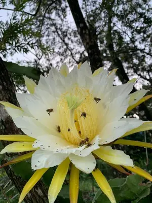 a yellow and white flower with bees on it at Caladium House in Mercedes