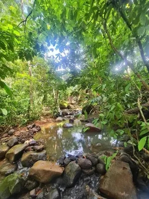 a creek in the middle of a forest at Bamboo Relax Uvita in Uvita