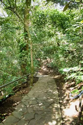a stone path in a forest with a fence at Jaguarundi Jungle Lodge - Monteverde in Monteverde Costa Rica