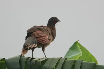 a bird standing on top of a banana leaf at Cabaña Colibri #2 in Quesada