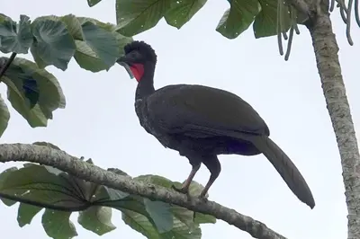 a bird perched on top of a tree branch at Cabaña Colibri #2 in Quesada