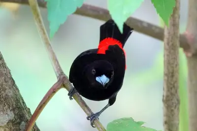 a black and red bird sitting on a tree branch at Cabaña Colibri #2 in Quesada
