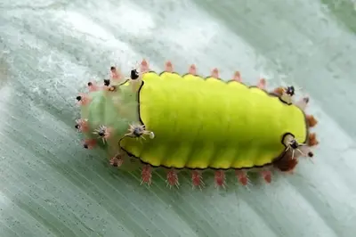 a green caterpillar on a green leaf at Cabaña Colibri #2 in Quesada