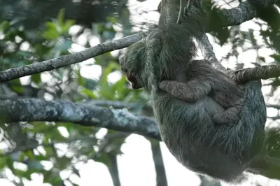 a sloth hanging from a tree branch at Cabaña Colibri #2 in Quesada