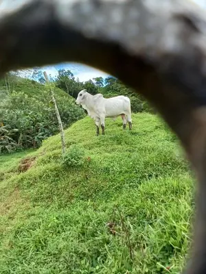 a white cow standing in a field of grass at Cabañas venado in Venado