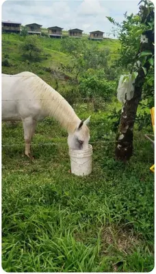 a white horse eating food out of a bucket at Cabañas venado in Venado