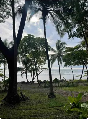 a group of palm trees on a beach with the ocean at Beachfront sunset Bungalow in Boca de Ario