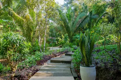 a path in a garden with palm trees and plants at Jazz Studio in Nosara