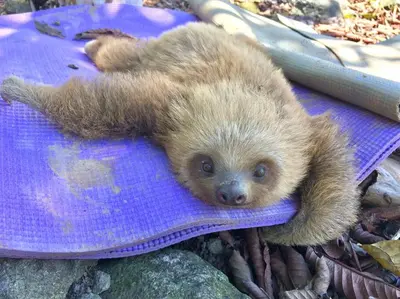 a baby animal laying on a purple pillow at Private Costa Rica Mountain House Pool & Stunning Views in Turrialba