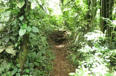 a dirt trail in a lush green forest at Hotel Brisas del Rio Guápiles in Jiménez